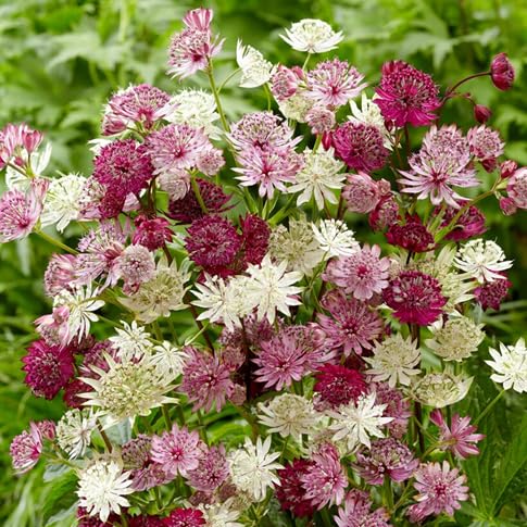 Marron Rose Flower Seeds