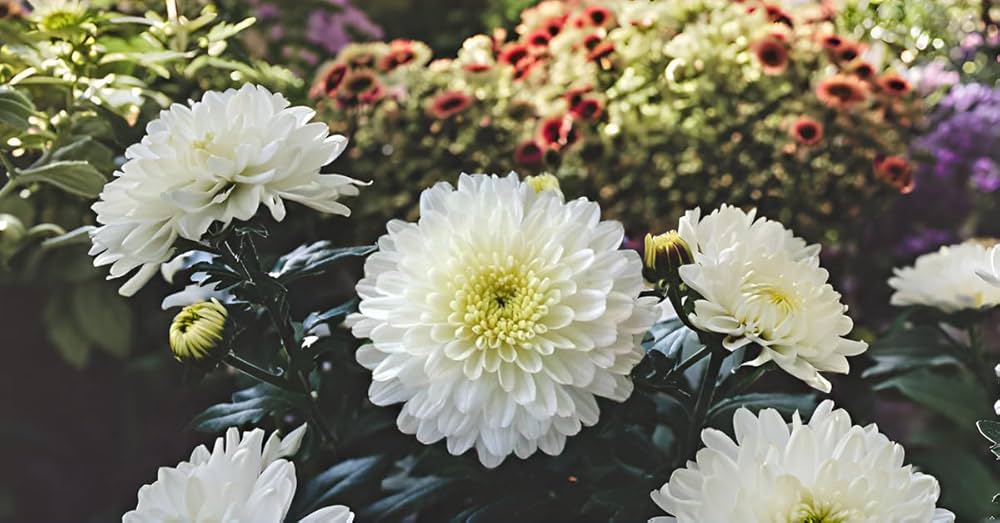 White Pyrethrum Chrysanthemum Cinerariaefolium