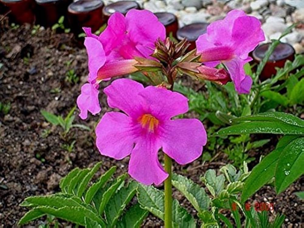 Cream Purple Hardy Gloxinia Incarvillea Rosy Mix