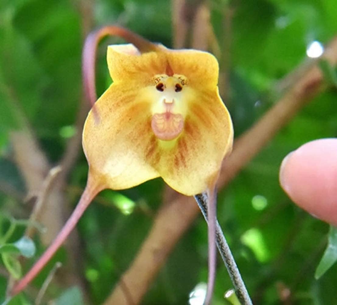 Monkey Face Orchid Flower Seeds