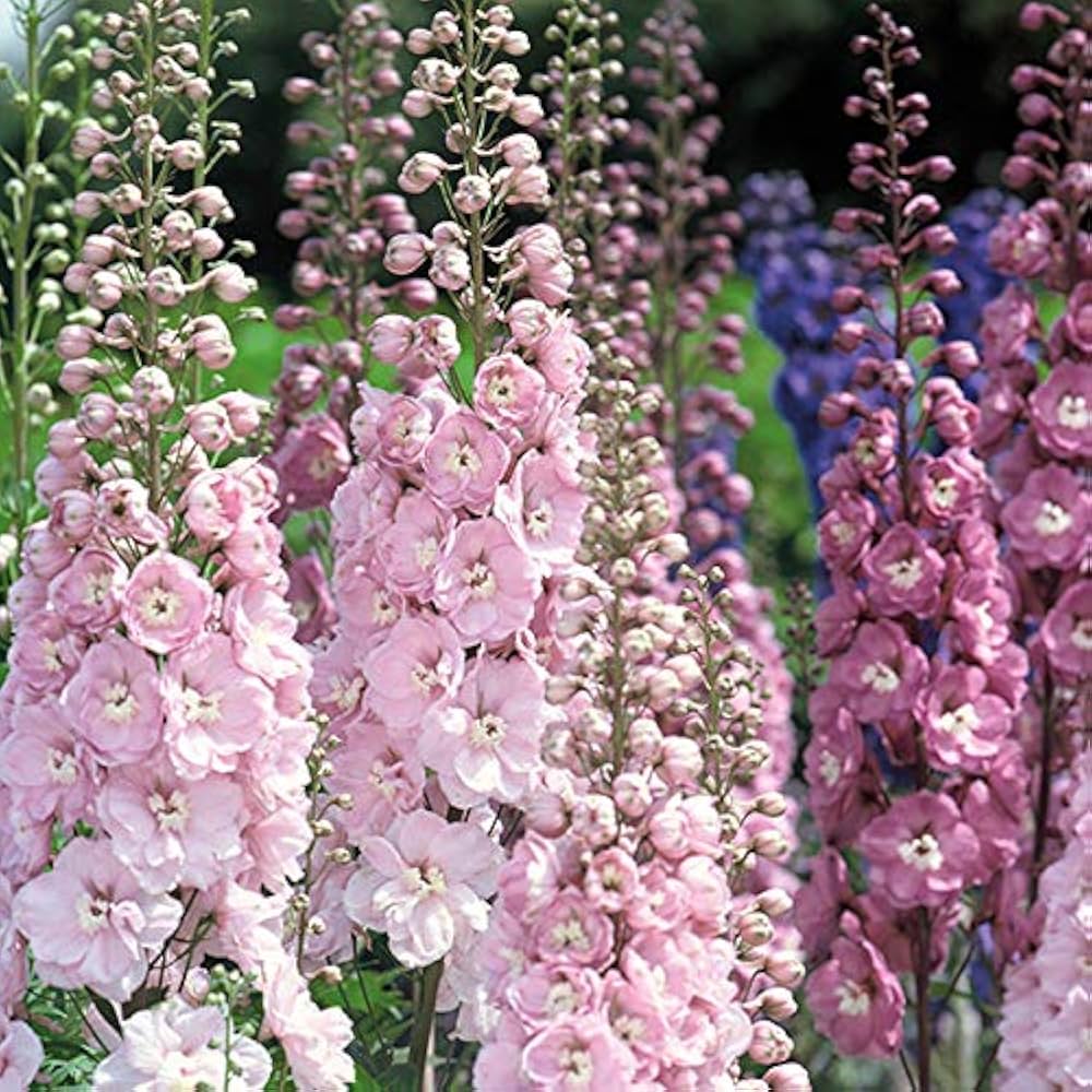 Pink Pink Heirloom Non Gmo Giant Delphinium Gorgeous Flower Blooms In Your Garden Flower Seeds