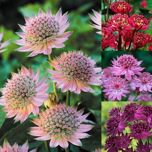 Mixed Astrantia Flower Seeds