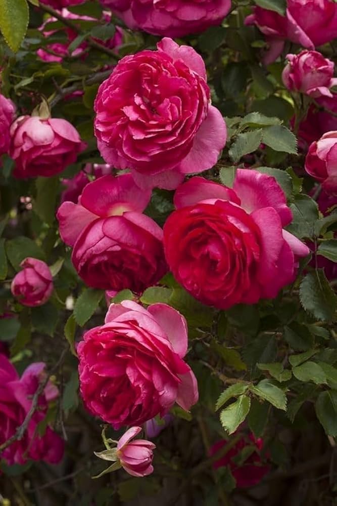 Pink Dark Climbing Rose Flower Seeds - Heirloom Non GMO High Germination Premium Garden Seeds for Planting