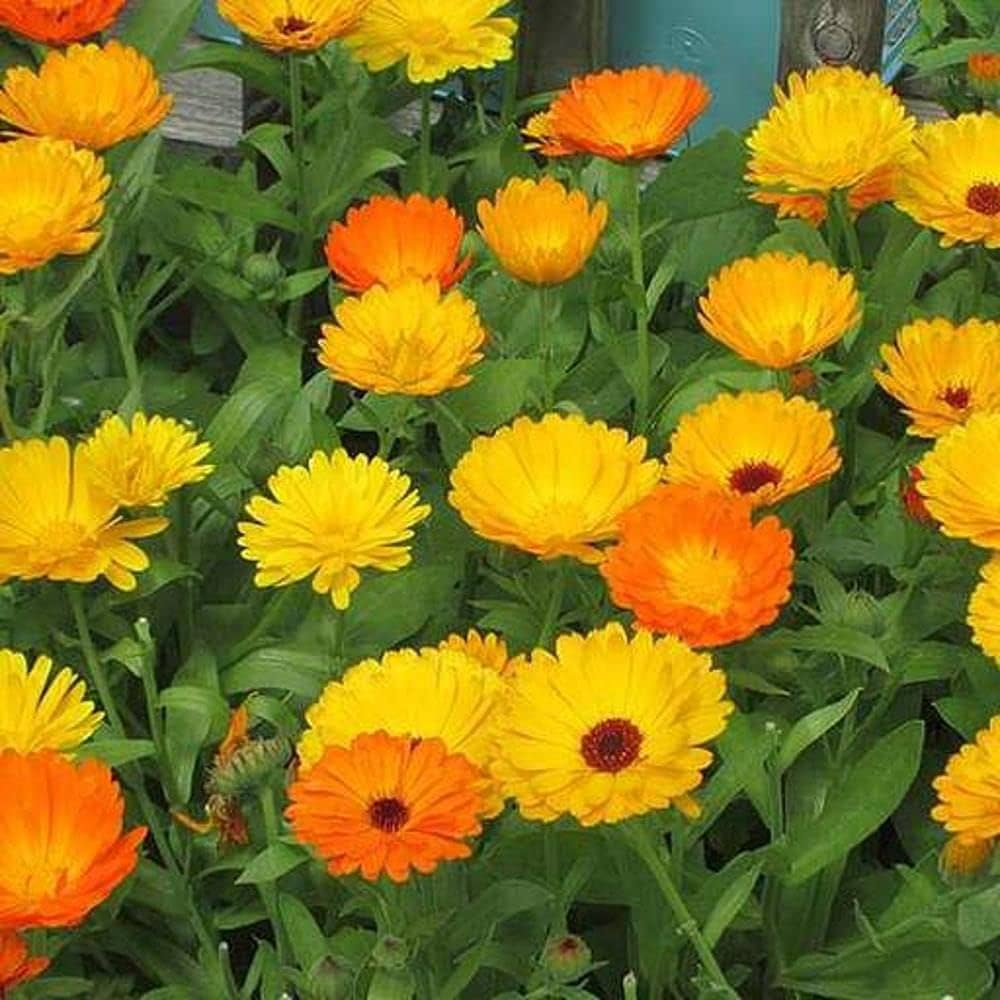Pacific Beauty Mix Calendula