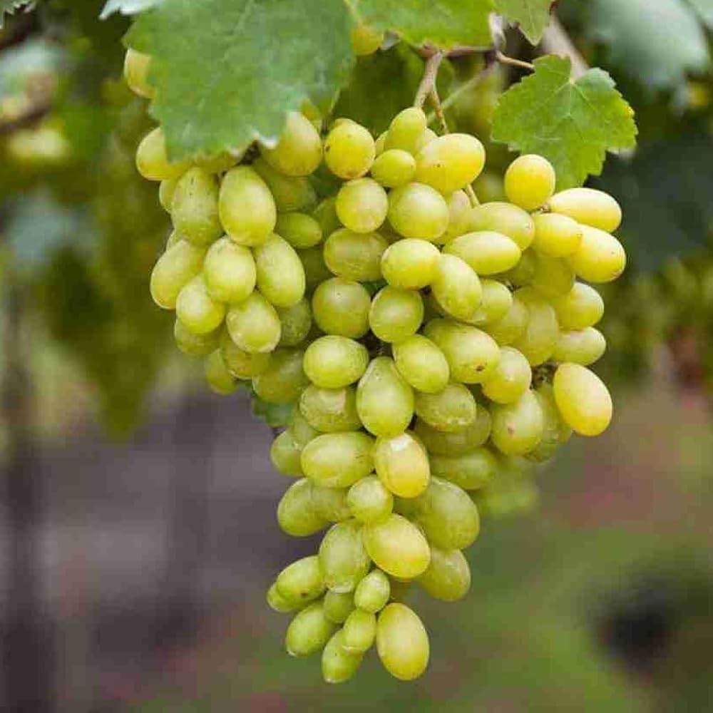 water grape fruit vitis vinifera in urban