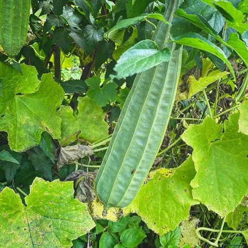 Ridge Gourd . Vegetable Seeds Heirloom, Non-GMO for Home Garden Planting