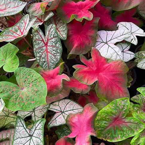 Caladium Flower Seeds