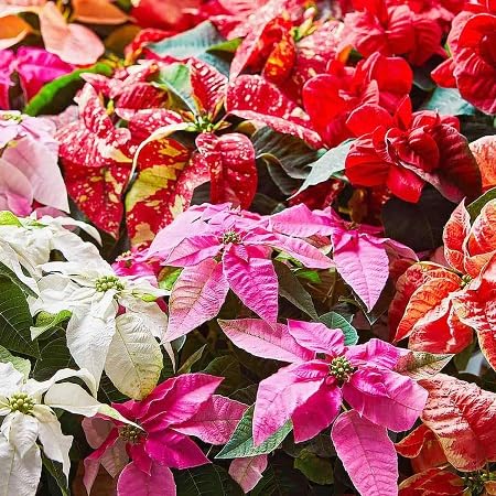 pccs Mixed Poinsettia Flower Seeds
