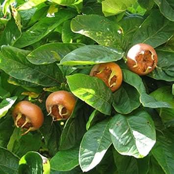brown medlar or mespilus germanica fruit for planting heirloom and gmo free your home garden Fruit seeds