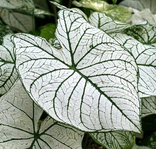 White Caladium Flower Seeds