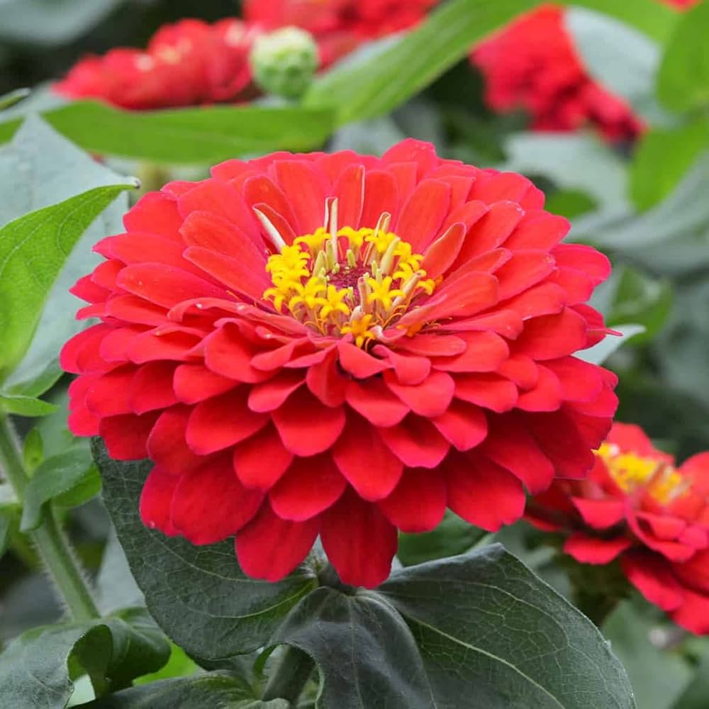 Red Zinnia Flower Seeds - Heirloom Non GMO High Germination Garden Planting Seeds