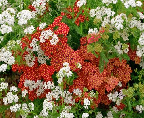Mixed Achillea Ballerina Flower Seeds