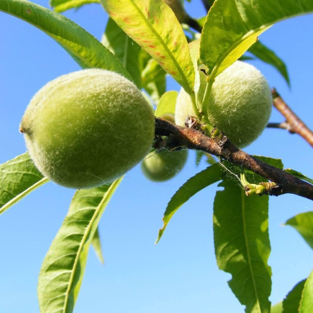 green peach fruit for planting grow Fruit Seeds