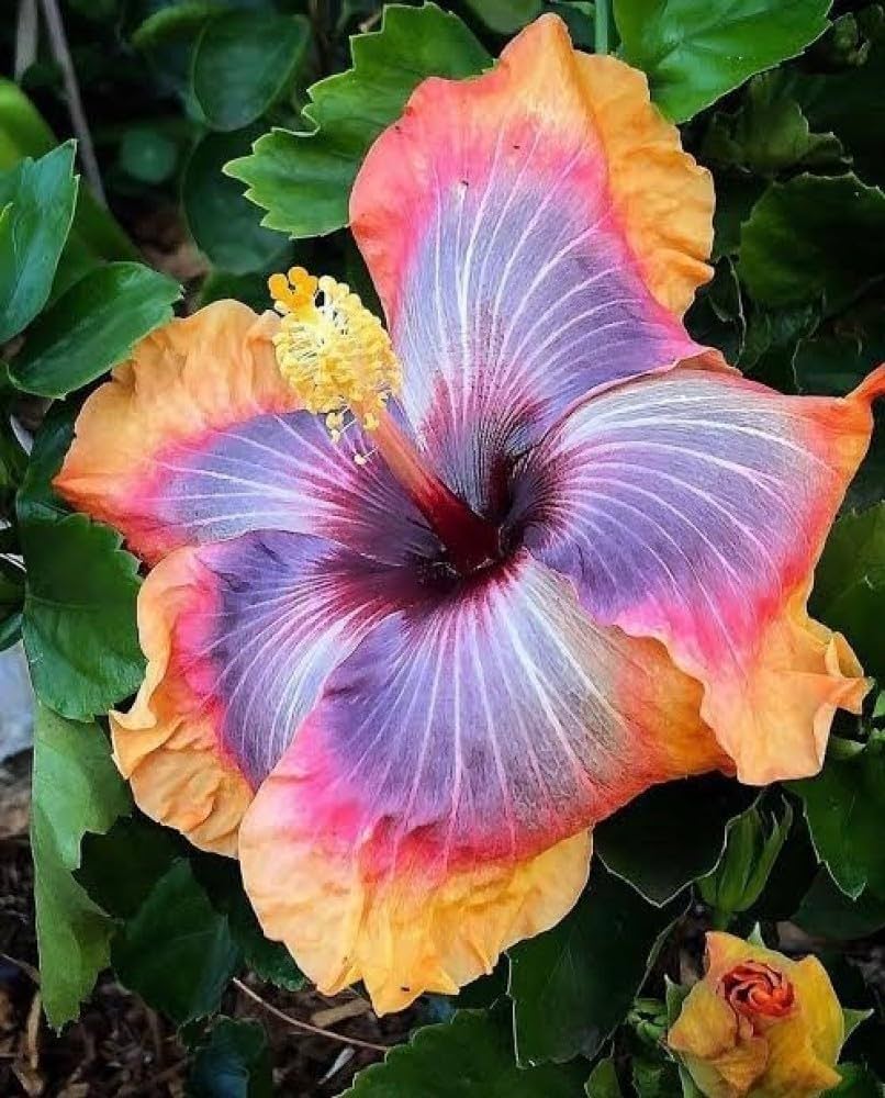Hibiscus Flower Seeds Mixed – Rare Blooming Plants for Balcony and Patio Gardening
