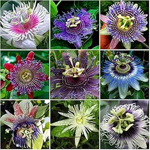 passiflora spp mixed flower in bed Fruit