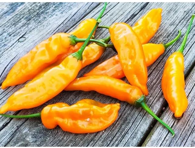 Orange Pepper vegetable seeds - Heirloom, Organic, Non Gmo Garden Seeds for kitchen garden planting