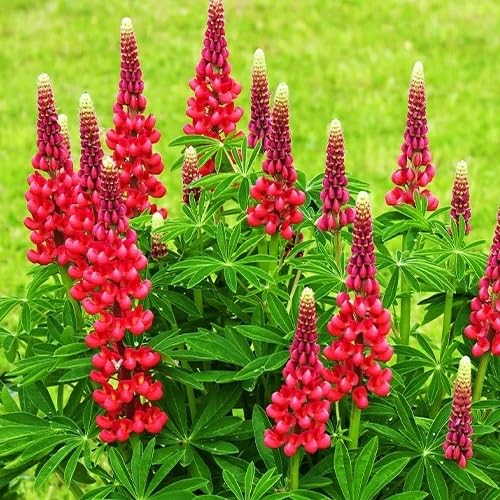 red lupine flower seeds.