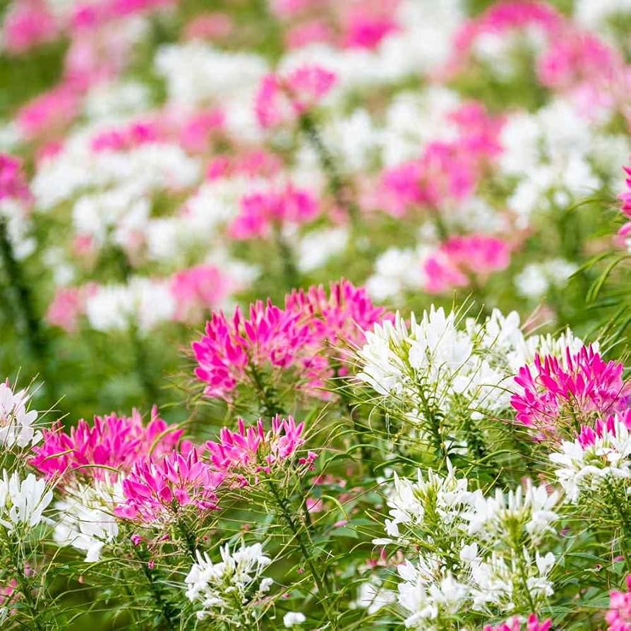Giant Queen Mix Cleome