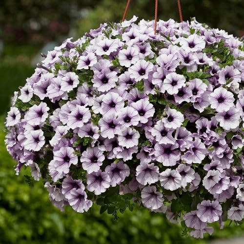 Purple Petunia Flower Seeds