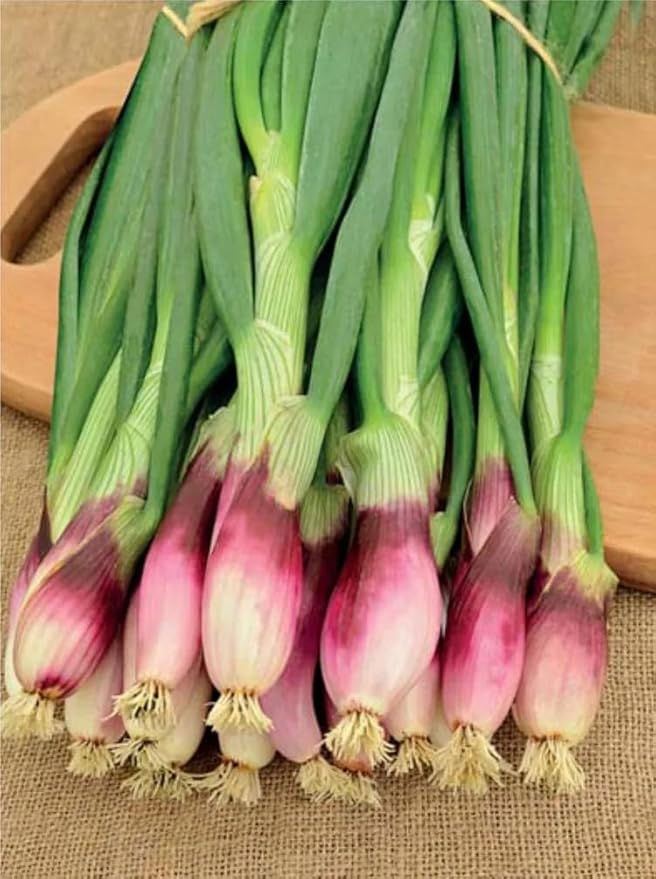 welsh onion vegetable allium fistulosum in patch