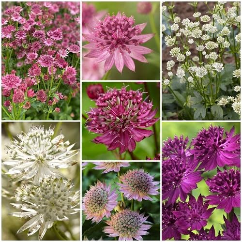 astrantia flower seeds mixed