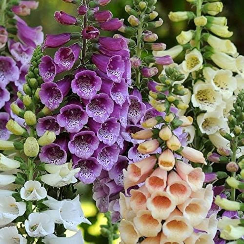 Bonsai Foxglove Types Organic Flower Garden