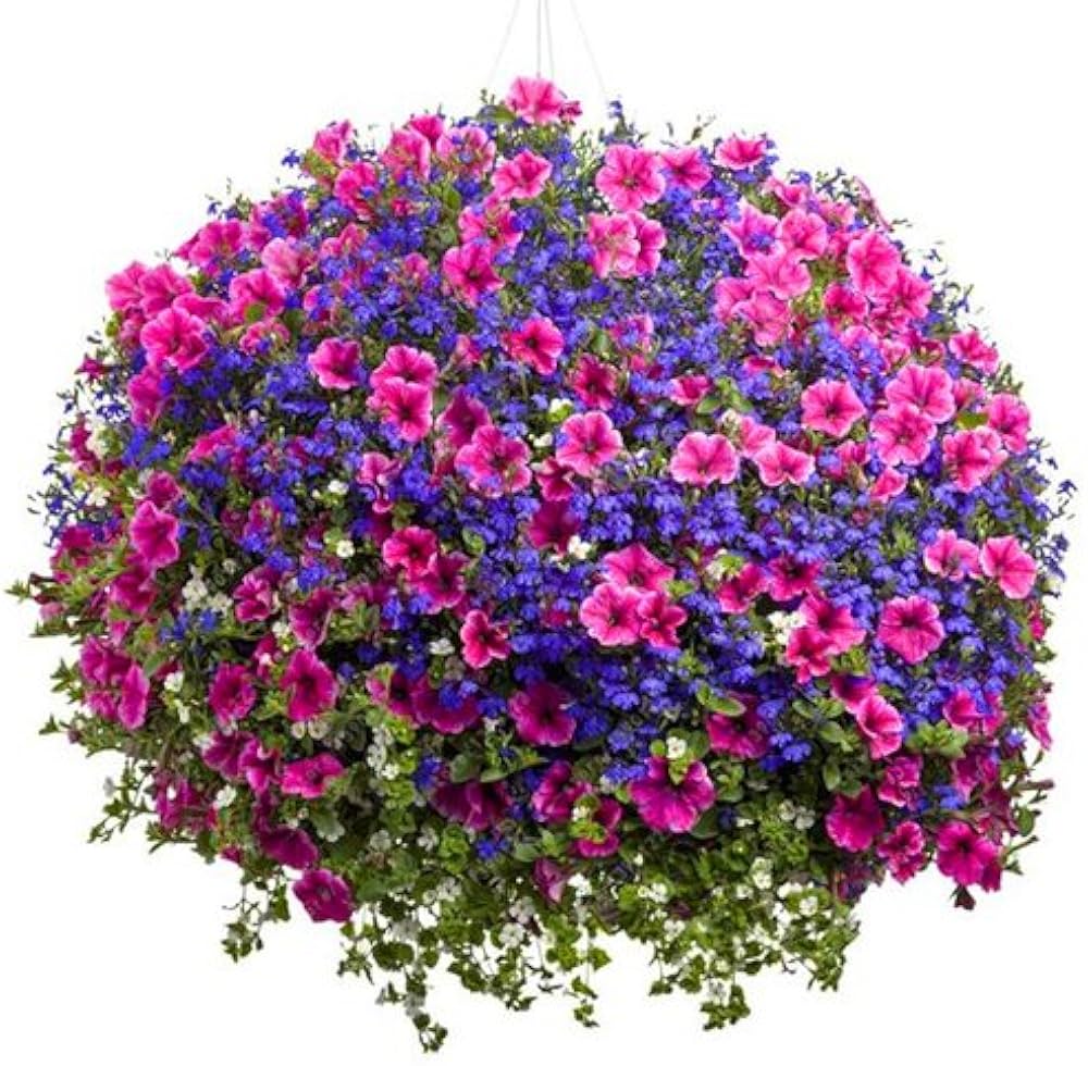 hanging petunia melissa original Fruit Seeds