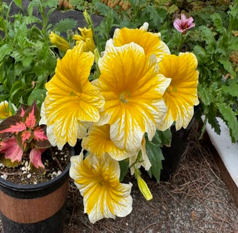 White Yellow Salpiglossis Flower Seeds