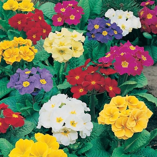 Polyanthus Crescendo Flower Seeds