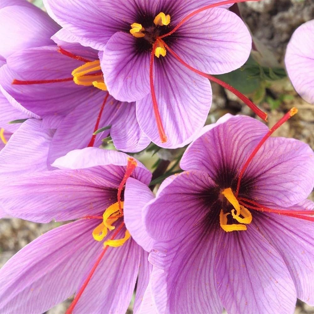 Pink Crocus Sativus Flower Seeds - Heirloom Non GMO High Germination Premium Garden Seeds for Planting