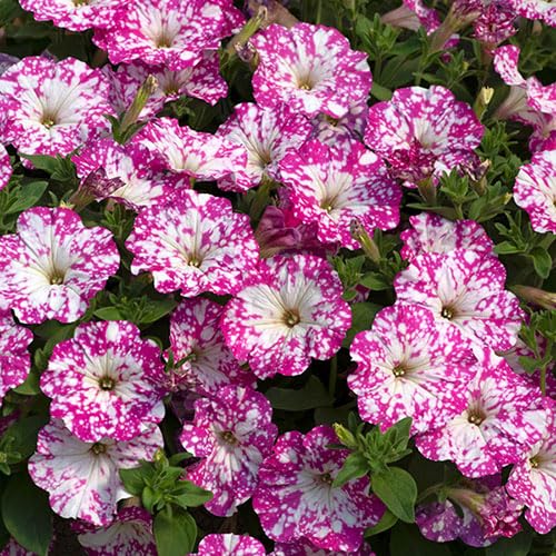 Pink White calibrachoa Flower Seeds