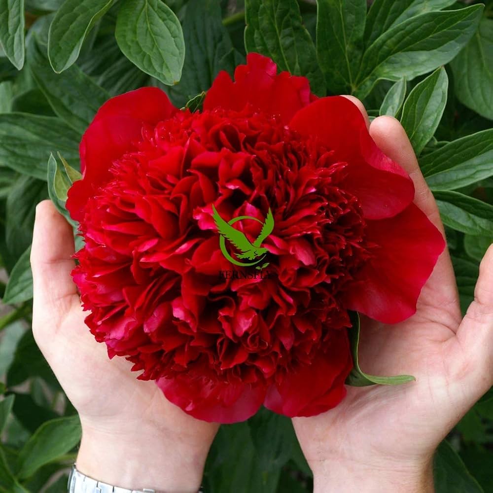 Rare Peony Flower