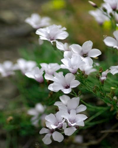 White Flax Flower Seeds