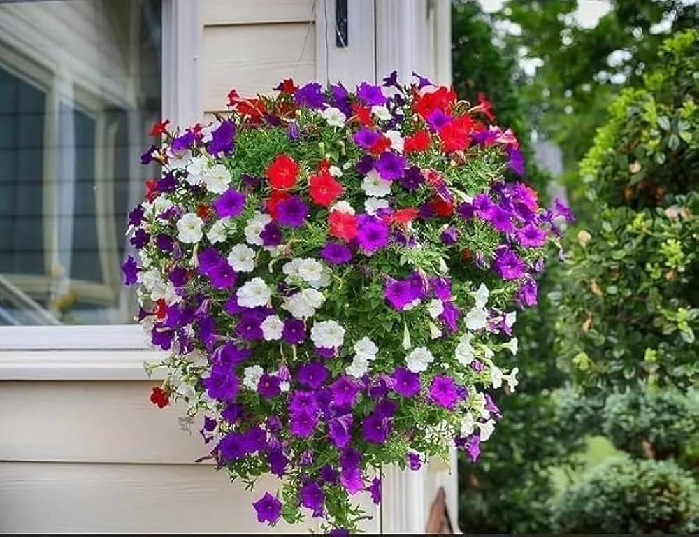 Hanging Petunia Multicolor Petunia Flower Garden Bonsai Flower Seeds
