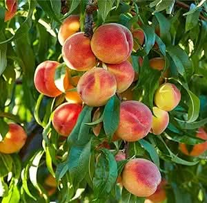 Nemaguard Peach Tree Outdoor Perennial Fruit Seeds