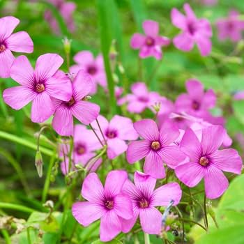 Pink Oxalis Flower Seeds – Rare Blooming Plants for Balcony & Outdoor Gardening