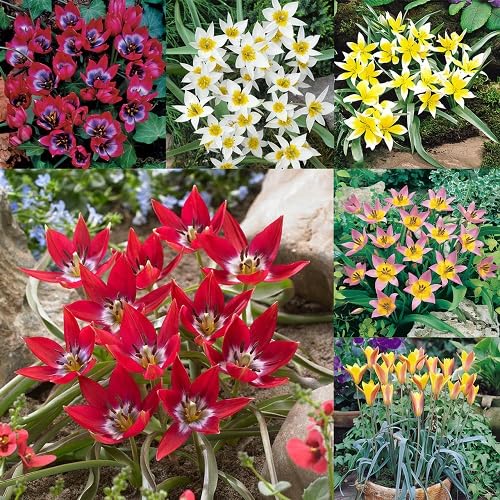 Mixed Tulipa humilis Flower Seeds - Heirloom Non GMO High Germination Organic Garden Flower Seeds