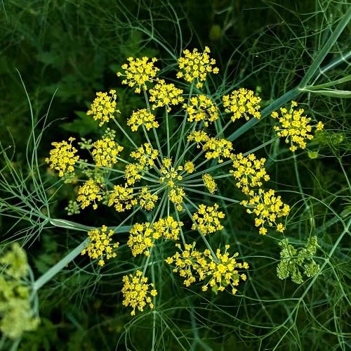 Green Fennel Plant Seeds herb seeds - non gmo, home gardening garden seeds