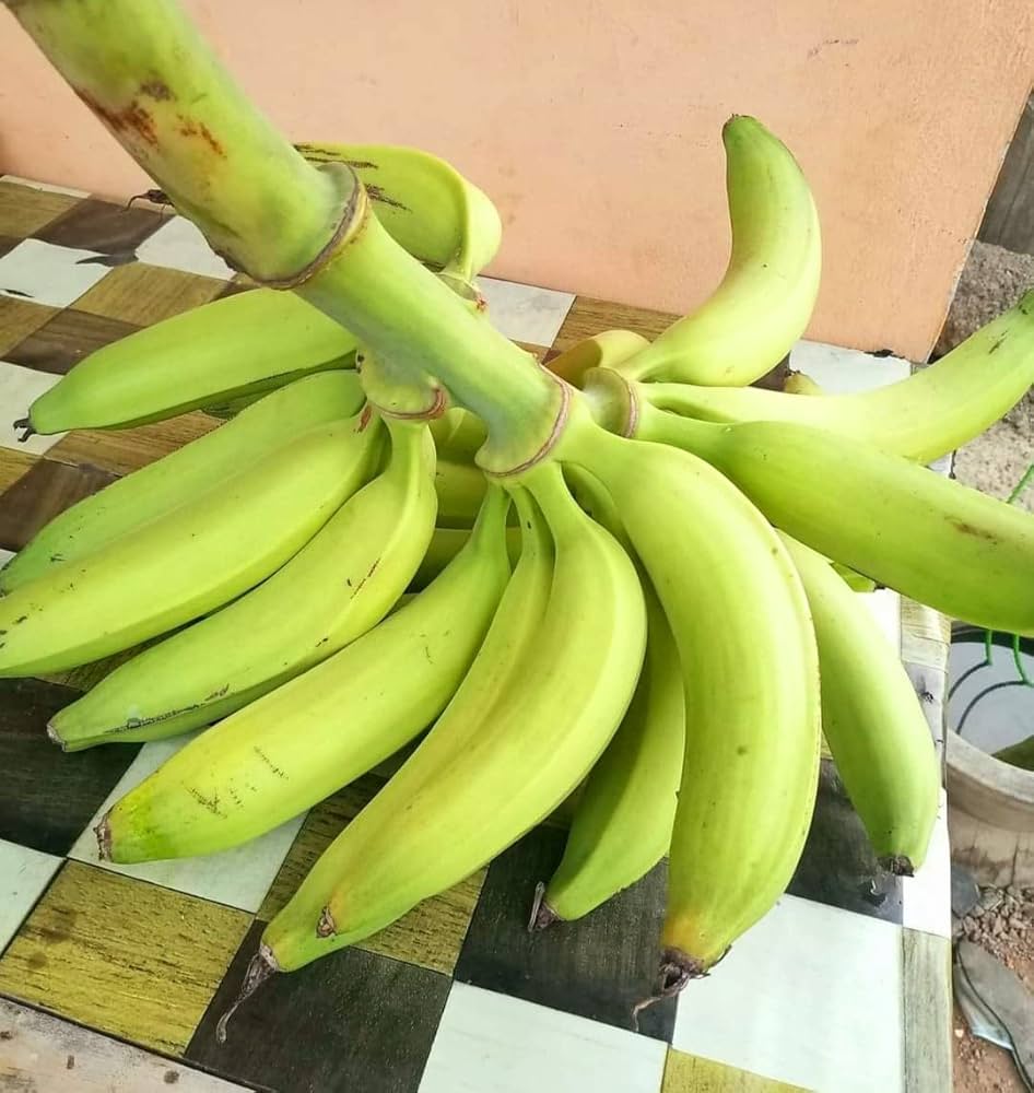 Plantain Banana Musa Paradisiaca In