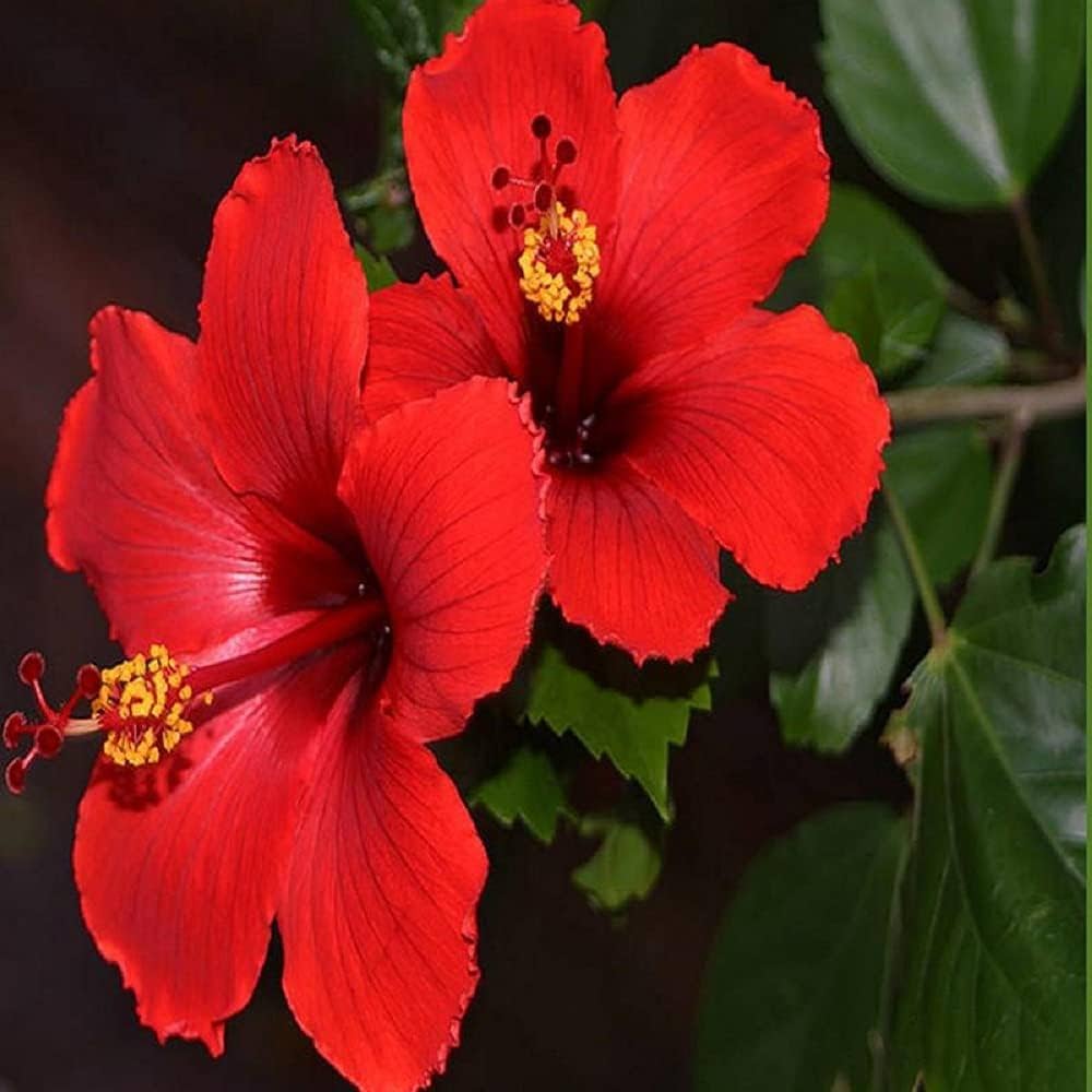 hibiscus rosa sinensis tropical flower bed border