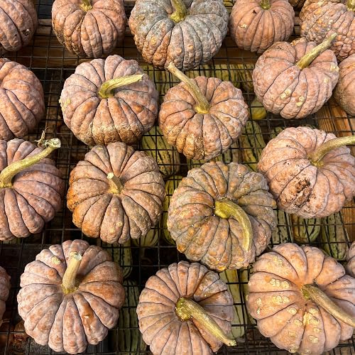Orange Squash vegetable seeds for Home Gardening, Nutritious Backyard Harvest Collection for kitchen garden planting