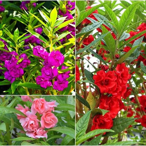 Mixed Impatiens Flower Seeds