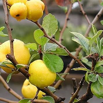 yellow chaenomeles fruit hardy and vibrant Fruit Seeds