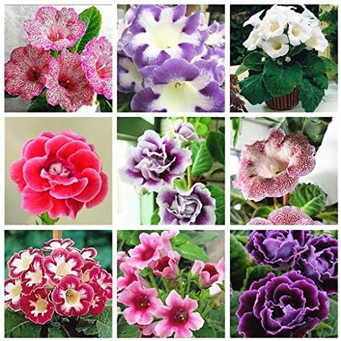 Brazilian Gloxinia Flower Mixed Colors Fresh