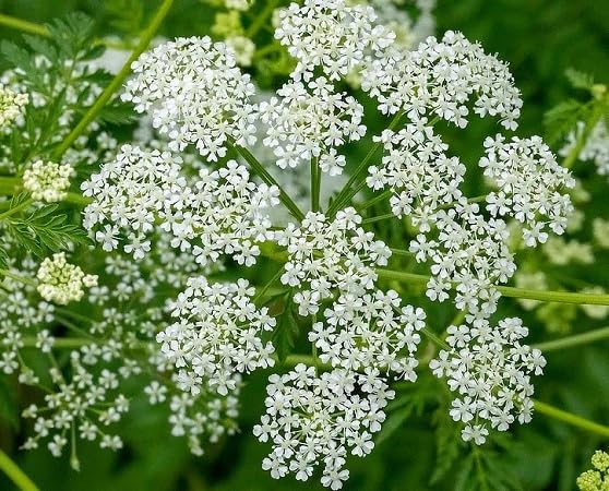 Hemlock Flower Seeds