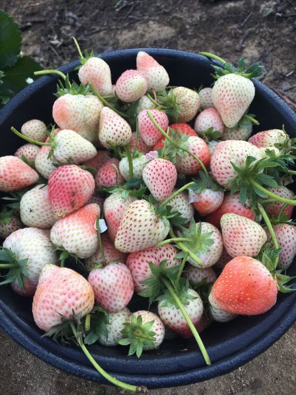 White Strawberry Balcony Fruit Gardening