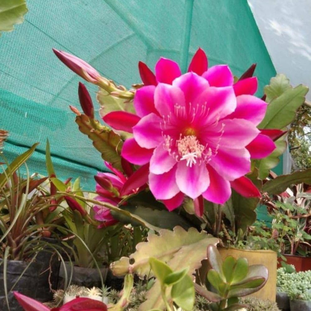 Saussurea Japonica Flower Edible Sweet Scented Flower Tree Home Garden Flower Seeds