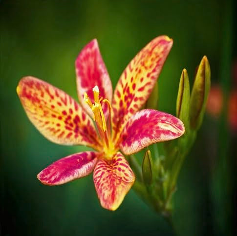 Pardancanda Flower Seeds