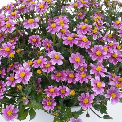 Pink Bidens Flowers Seeds