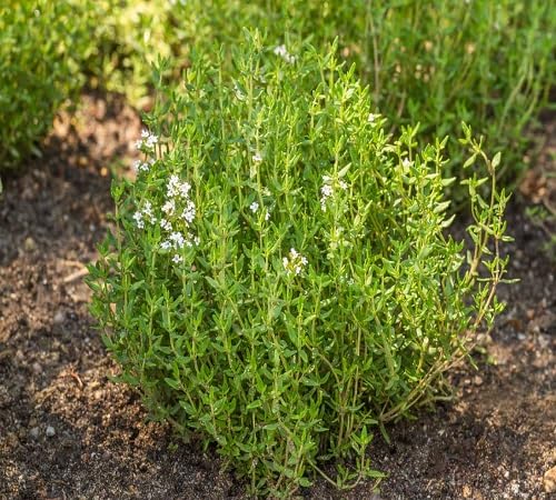 Thyme Plant Seeds Green herb seeds - kitchen garden, terrace planting garden seeds